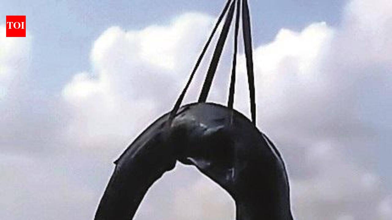 25ft blue whale calf beached at Bandra, dies despite rescue attempts