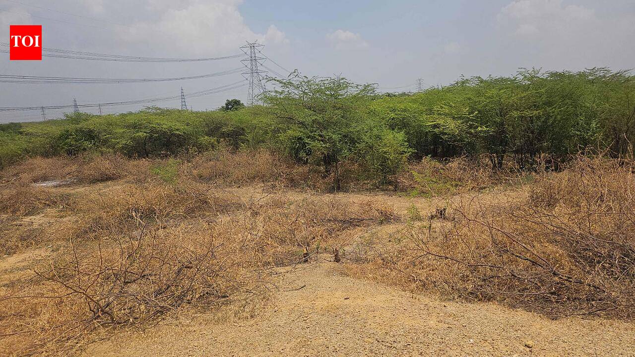 200 trees felled, 1.5 acres of protected Aravalis cleared
