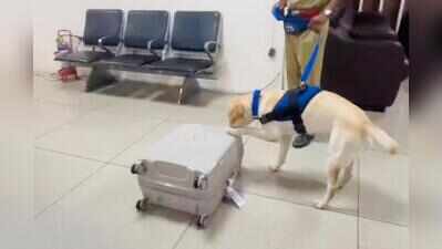 Sniffer dog helps bust 10.9kg hydroponic weed at A’bad airport