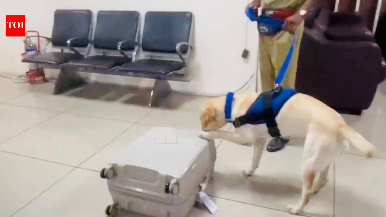 Sniffer dog helps bust 10.9kg hydroponic weed at A’bad airport