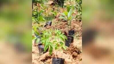 Bengaluru sapling drive sets Guinness record