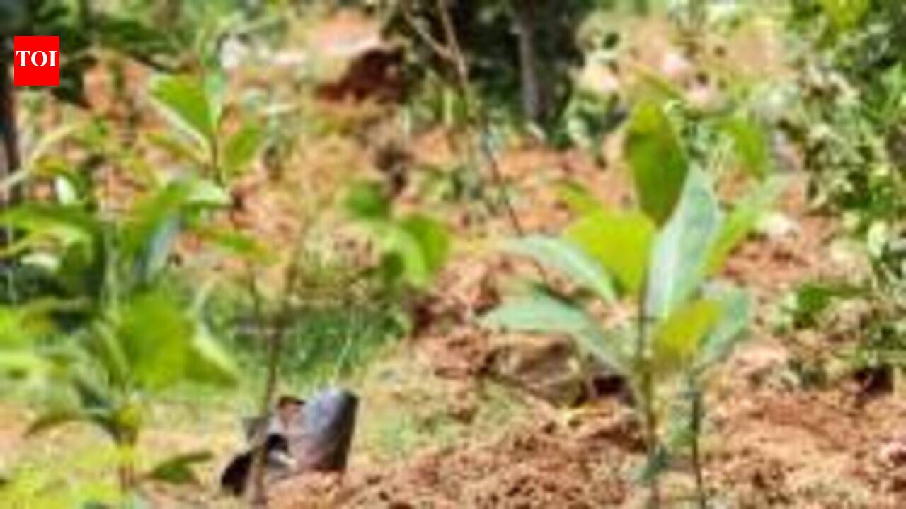 Bengaluru sapling drive sets Guinness record