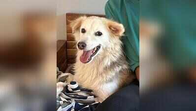 A month later, 4 arrested for killing dog in Madh Island complex