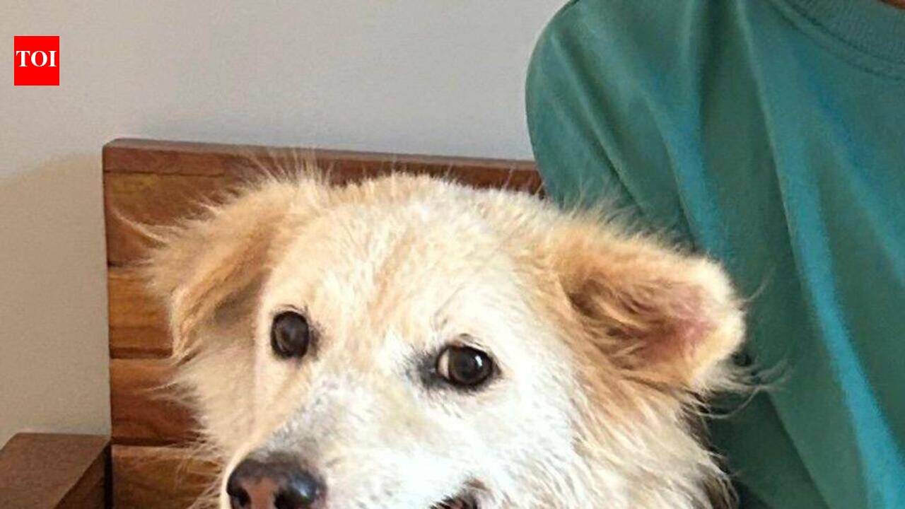 A month later, 4 arrested for killing dog in Madh Island complex