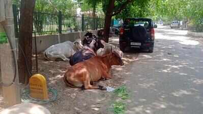 Stray cattle damage vehicles in Sushant Lok-1, pose safety risk
