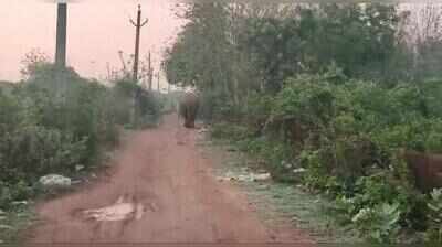Probe begins into jumbo’s death in Malayattoor