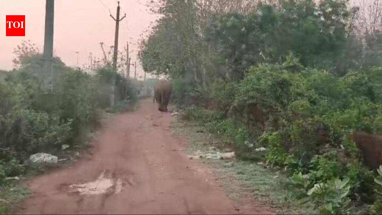Probe begins into jumbo’s death in Malayattoor