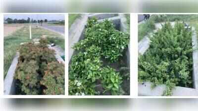 Green cells developed in Ludhiana’s Punjab Agricultural University have potential to fix urban flooding.