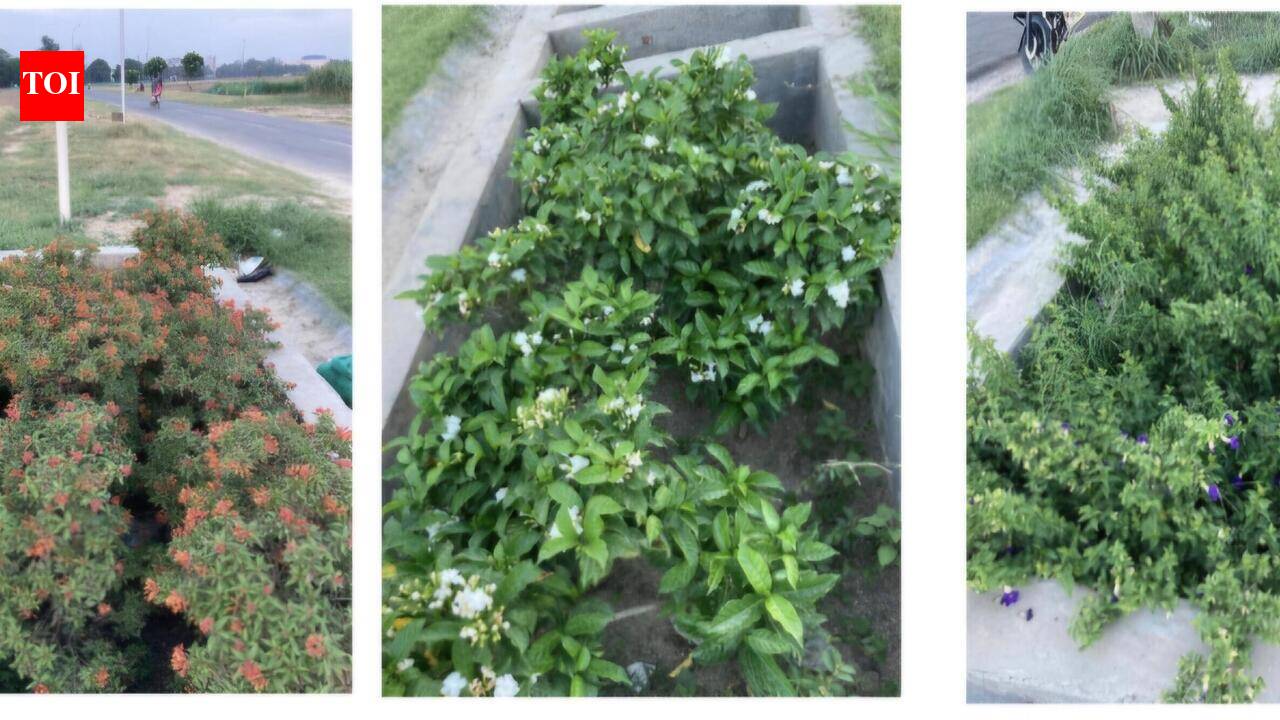 Green cells developed in Ludhiana’s Punjab Agricultural University have potential to fix urban flooding.