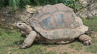 In 2008, conservationists released giant tortoises on Round Island, and native plants began reclaiming space