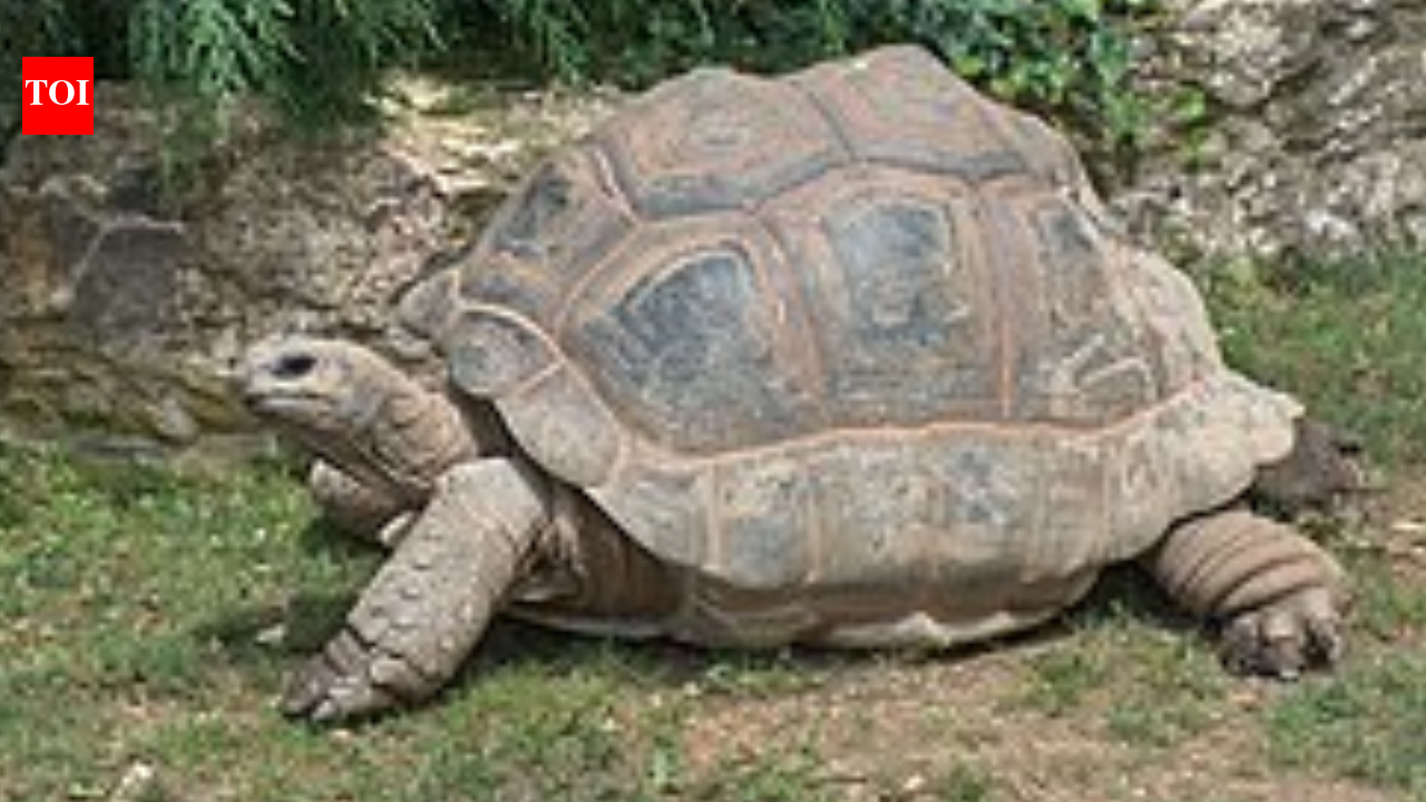 In 2008, conservationists released giant tortoises on Round Island, and native plants began reclaiming space