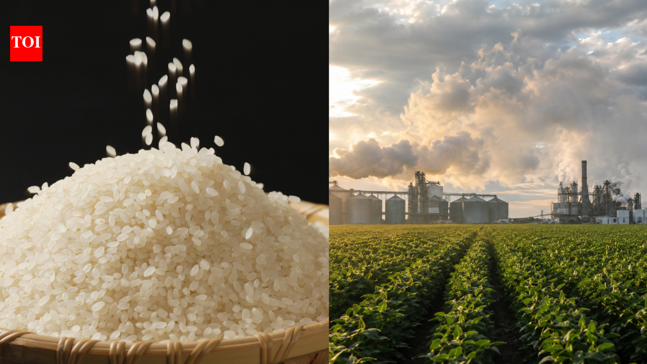 Rice farming warning: Scientists say the world's most important food is pushing Earth beyond safe environmental limits
