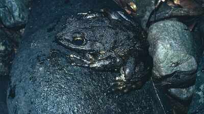  The world’s largest frog, builds breeding ponds in African rainforests; a study reveals