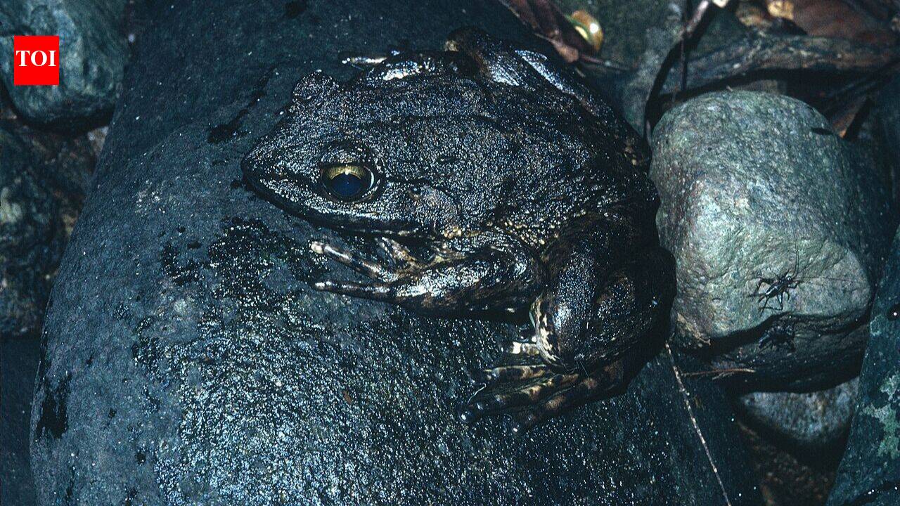 The Goliath frog: The world’s largest frog, builds breeding ponds in African rainforests; a study reveals