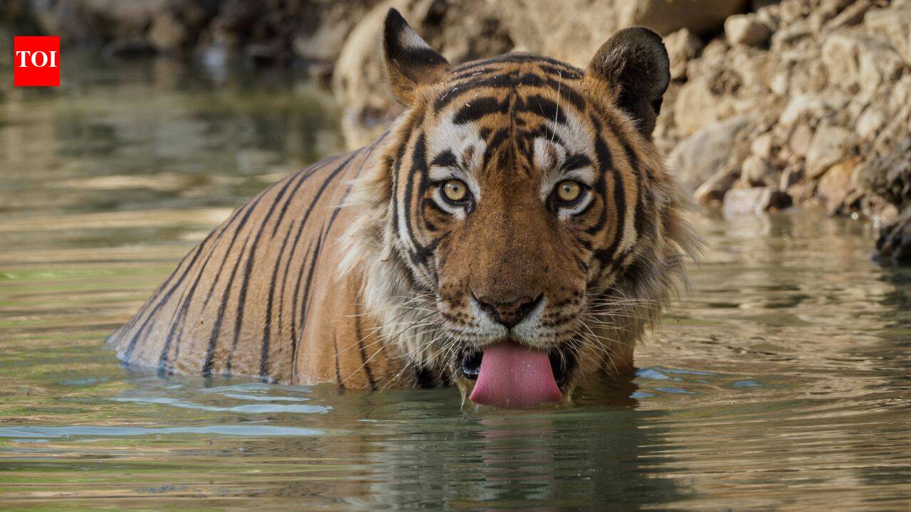 Psychology says people who love jungle safaris are often high in ‘Openness to Experience’; here’s why they keep returning to the wild