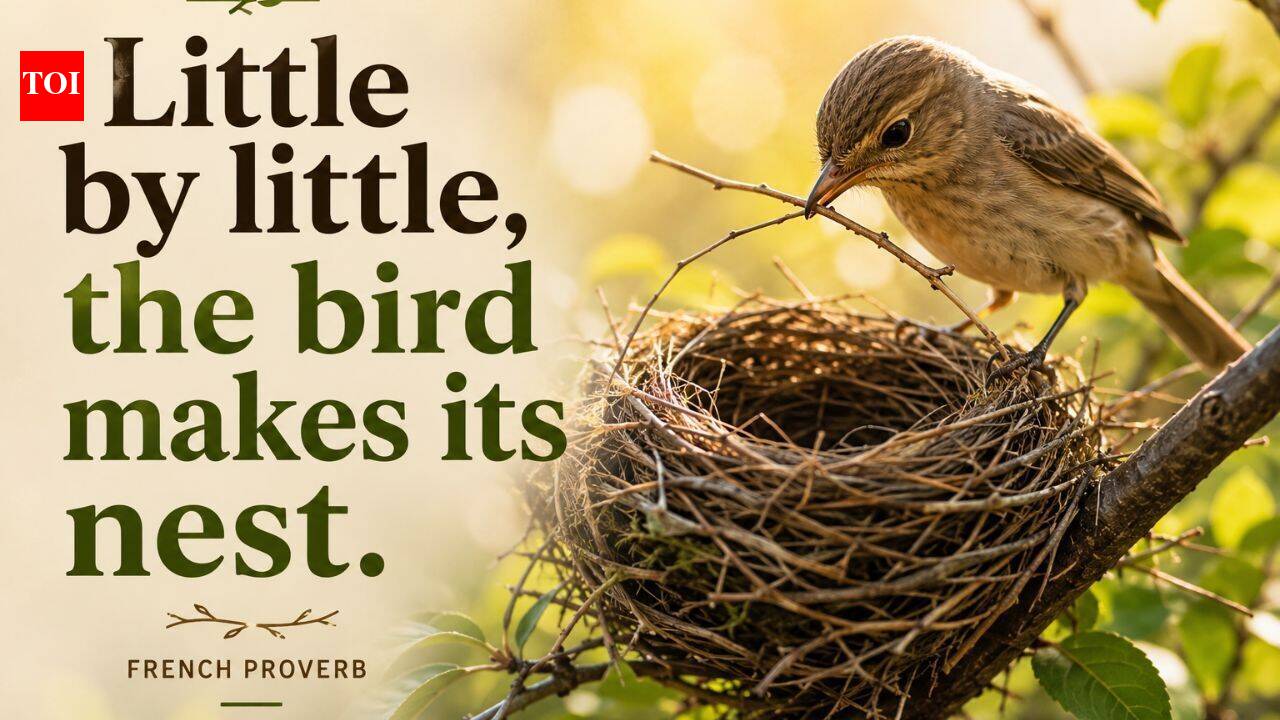 French proverb of the day: 'Little by little, the bird makes its nest' — a lesson on why slow, steady effort builds the strongest foundations