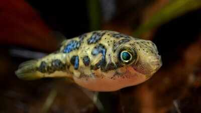 Greece has placed a bounty on the head of the world's most toxic pufferfish, paying fishermen €5.33 per kilo to hunt the invasive predator