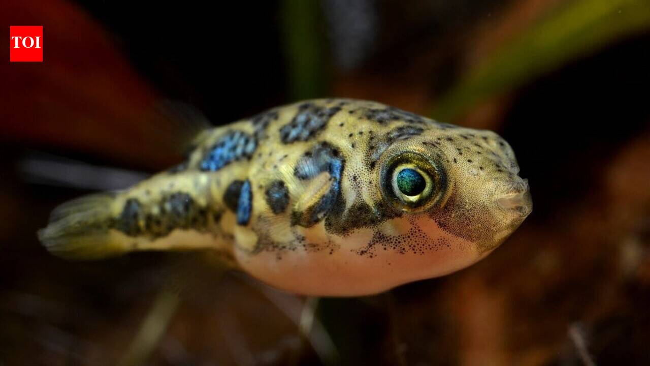 Greece has placed a bounty on the head of the world's most toxic pufferfish, paying fishermen €5.33 per kilo to hunt the invasive predator