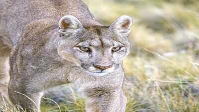 Stanford ecologists tracked mountain lions in a tiny California preserve for 5 years; even occasional visits triggered Yellowstone-style cascades, overturning the wilderness-only rule