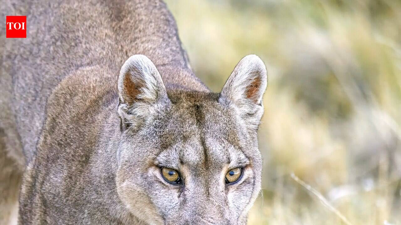 Stanford ecologists tracked mountain lions in a tiny California preserve for 5 years; even occasional visits triggered Yellowstone-style cascades, overturning the wilderness-only rule