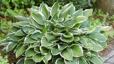 10 fast-growing ground cover plants for a beautiful, weed-free garden