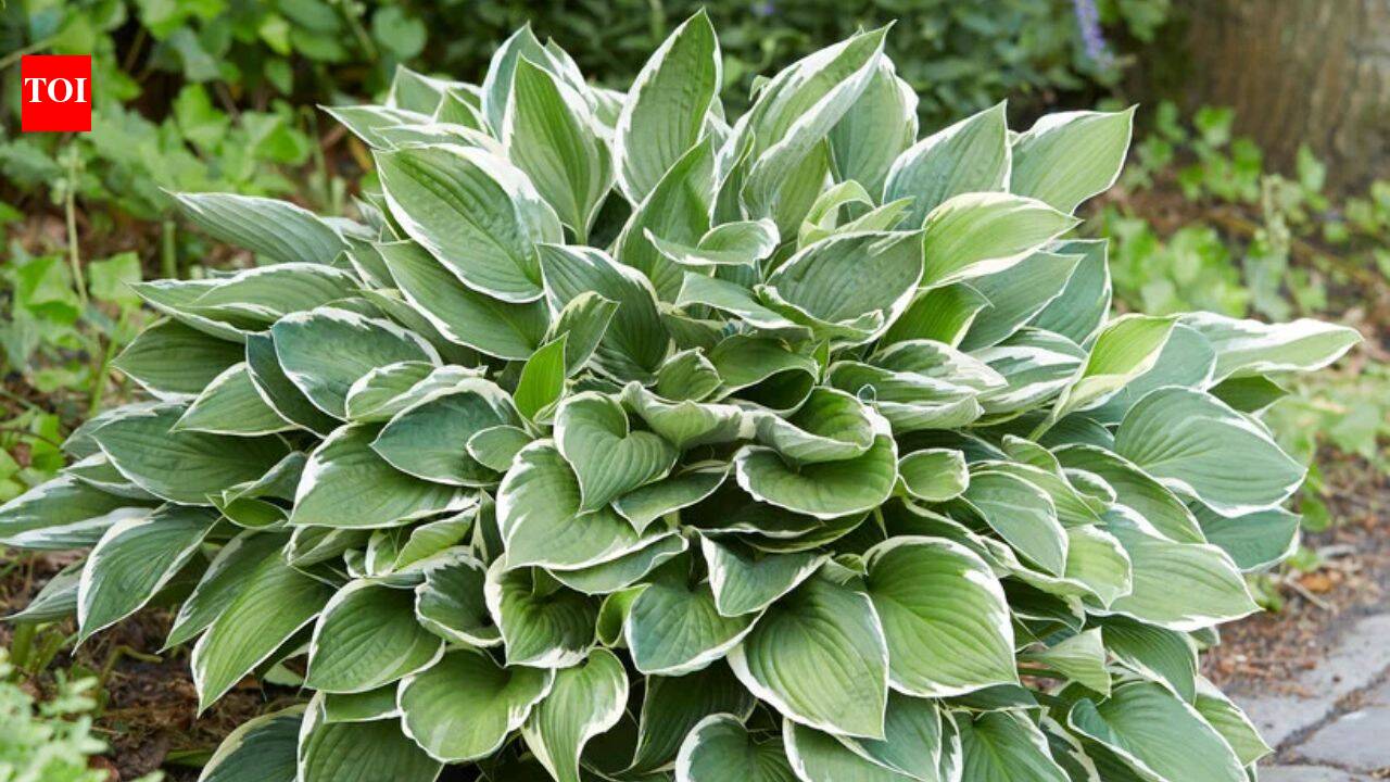 10 fast-growing ground cover plants for a beautiful, weed-free garden