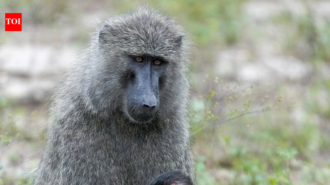 Female baboons that stay close to mothers, daughters and sisters tend to live longer, and decades of studies in Kenya, Tanzania, and Botswana suggest family bonds can shape survival in surprising ways