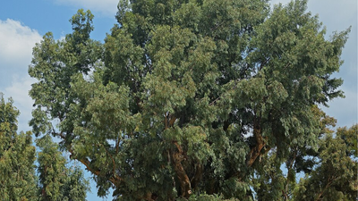 Spain planted millions of fast-growing eucalyptus trees for timber: Decades later, scientists say many have become "green deserts" where native birds and forest life struggle to survive