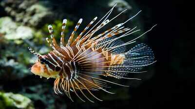 In 1985, the first invasive lionfish was spotted off Florida after aquarium releases; it spread across the Caribbean and Gulf of Mexico in three decades, leaving native reef fish highly vulnerable