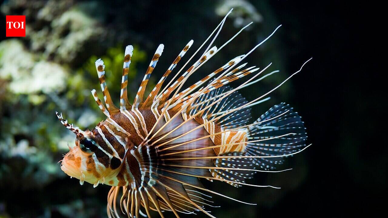 In 1985, the first invasive lionfish was spotted off Florida after aquarium releases; it spread across the Caribbean and Gulf of Mexico in three decades, leaving native reef fish highly vulnerable