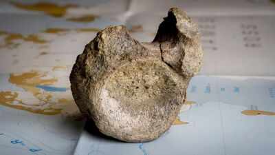 Antarctica's oldest known dinosaur fossil was hiding in a museum drawer for 40 years