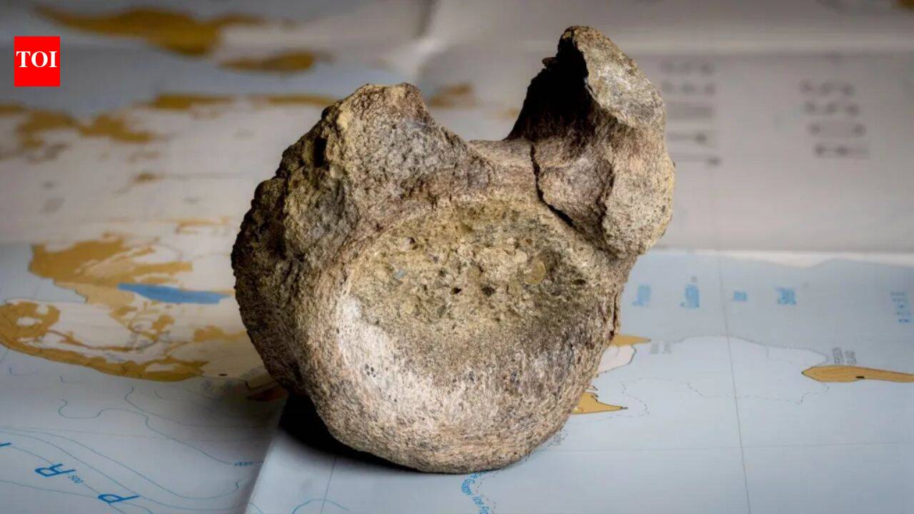 Antarctica's oldest known dinosaur fossil was hiding in a museum drawer for 40 years