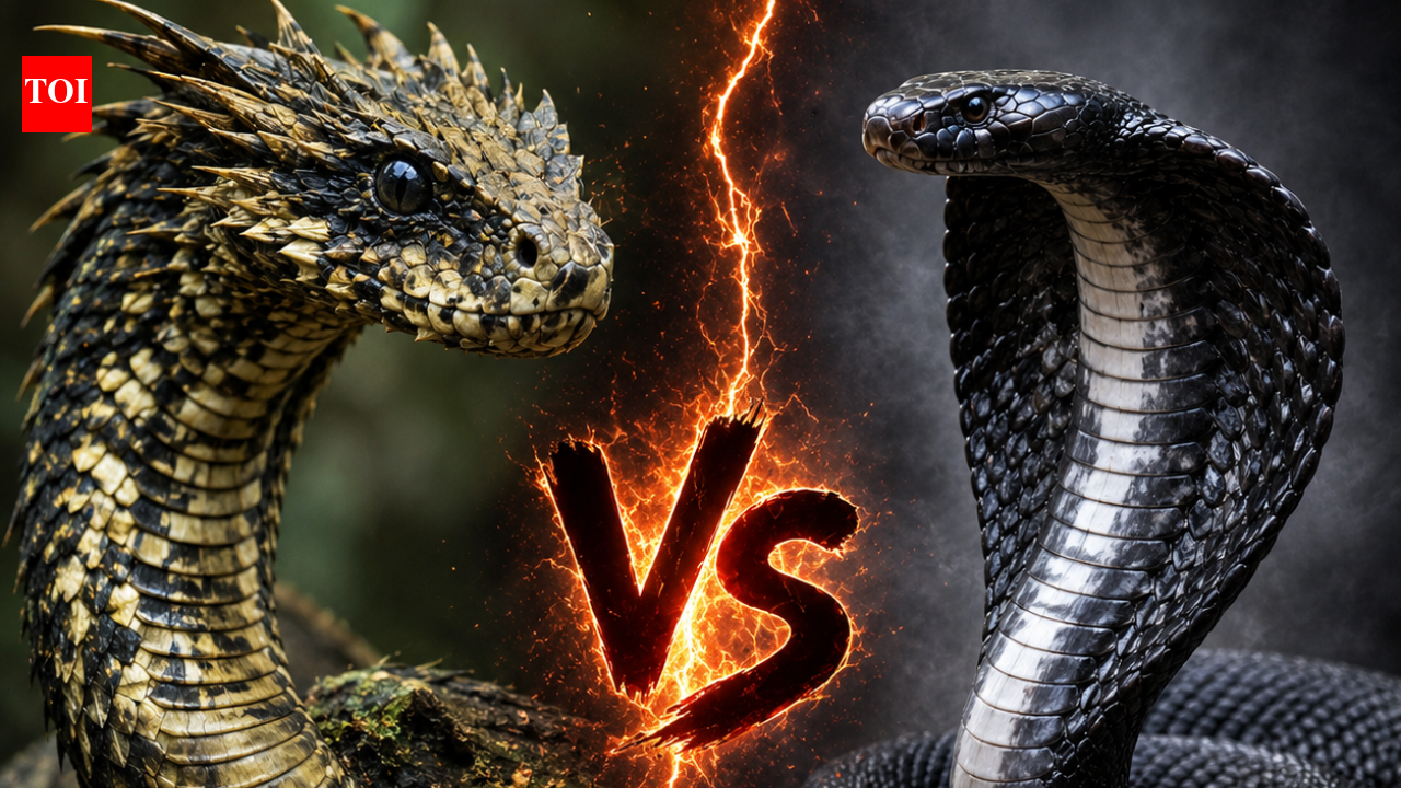 Dragon Snake vs King Cobra: Which is more dangerous, and what makes these two reptiles so different