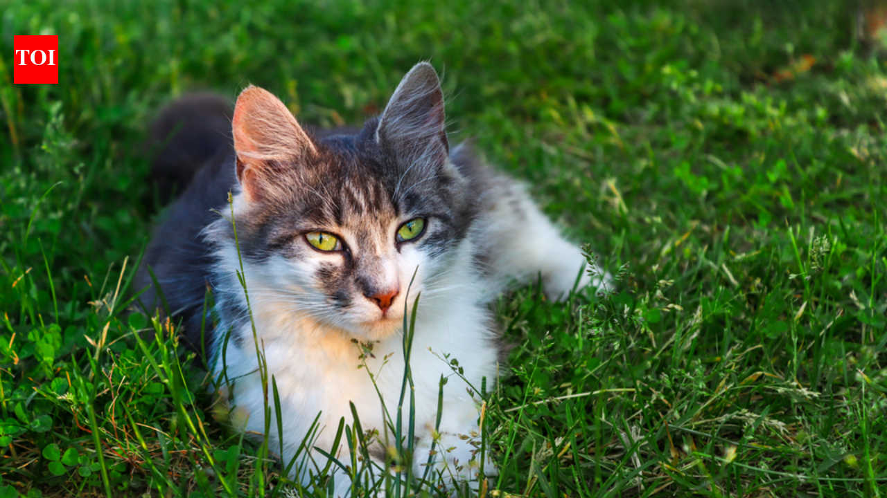 In 2000, conservationists eradicated the last cat from Macquarie Island to save its seabirds; without the cats, rabbits exploded and stripped the World Heritage island down to bare ground