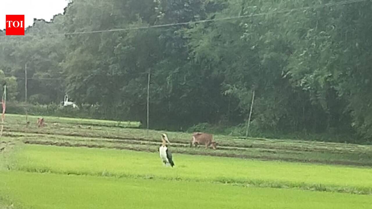 Endangered lesser adjutant stork spotted near Bilasipara after nearly 30 years