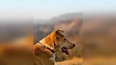 Bait attached to an explosive blows off pet dog's head in Neral