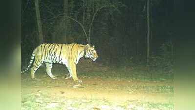 Wildlife wing explores options to help Yamuna get a mate