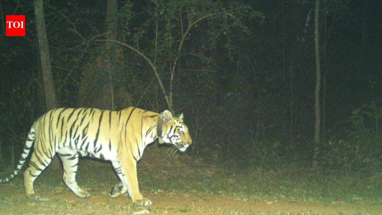 Wildlife wing explores options to help Yamuna get a mate