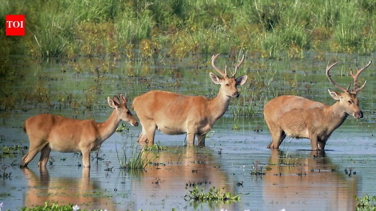 Traffic curbs on NH-715 to protect Kaziranga wildlife