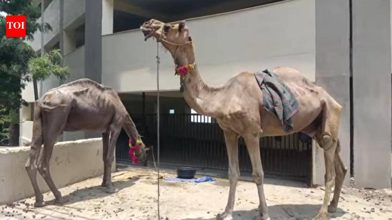 2 camels rescued from Almora, shifted to Jaipur over ‘permit violations’