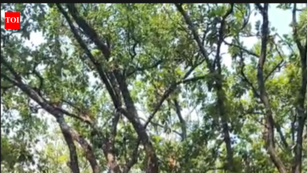 Camping inside Malsi protected forest sparks conservation concerns
