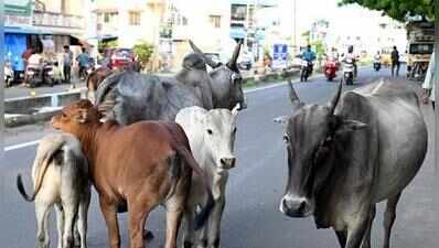 Residents rue stray cattle menace in Madurai