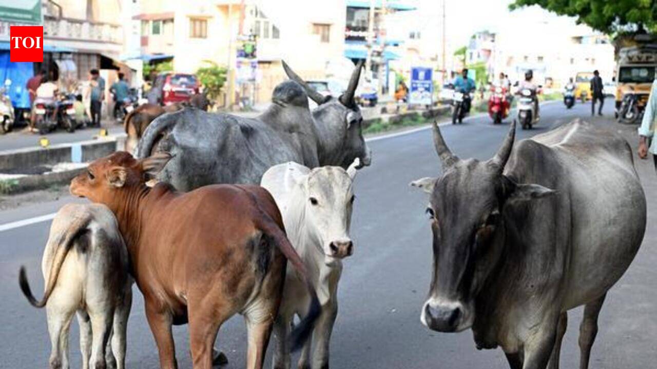 Residents rue stray cattle menace in Madurai