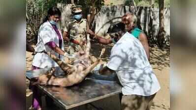 Spotted deer dies after dog attack
