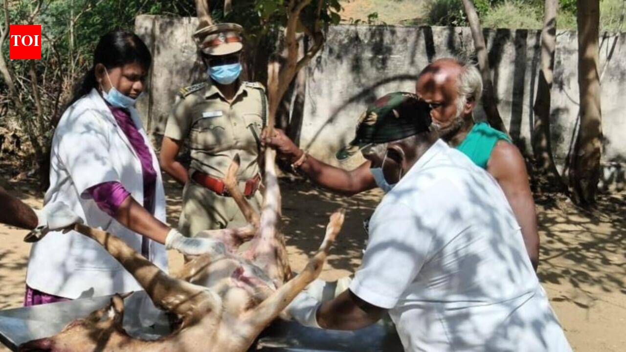 Spotted deer dies after dog attack