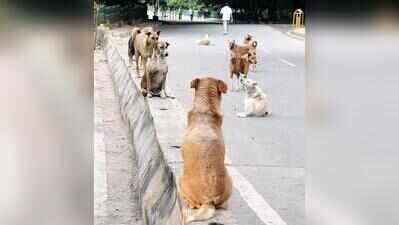 Bengaluru’s dog shelter plan hits a ruff patch as NGOs flag design & staffing issues