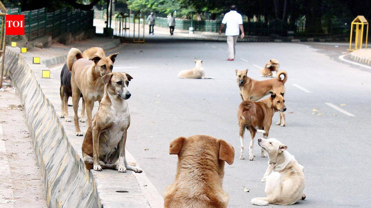 Bengaluru’s dog shelter plan hits a ruff patch as NGOs flag design &amp; staffing issues