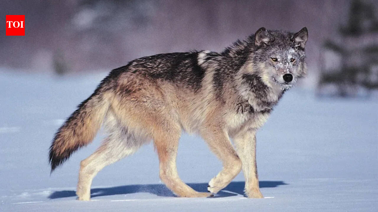 Italian proverb of the day: 'The wolf loses its fur but not its vice'