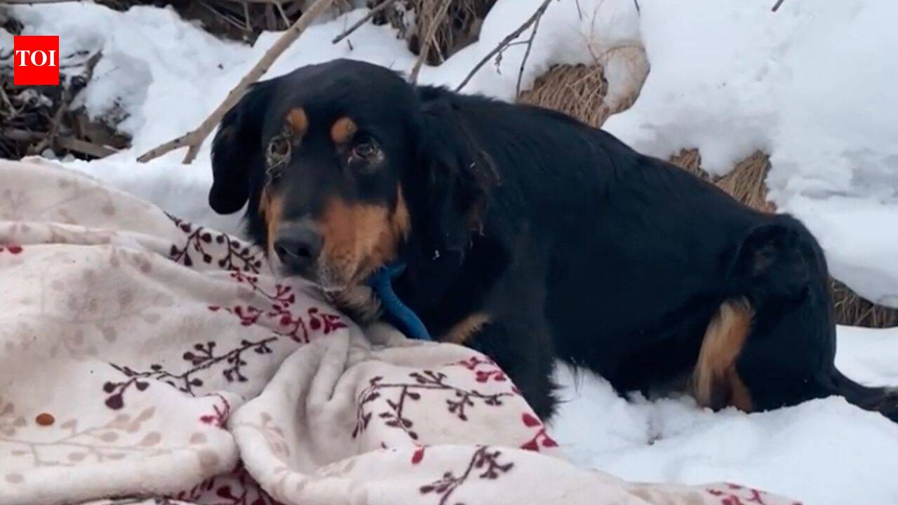 This hero dog refused to leave a frozen creek: What his family discovered moments later left them completely frozen in shock and tears