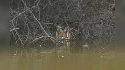 Forest guard injured by tiger during rescue operation